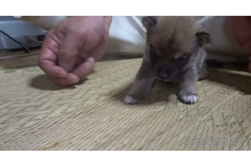 成約済の佐賀県の豆柴-151139の2枚目